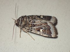 Proteuxoa oxygona