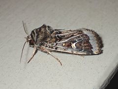 Proteuxoa oxygona