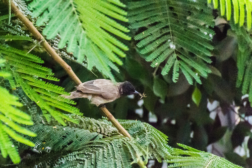 Common Bulbul