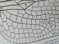 Orthetrum cancellatum