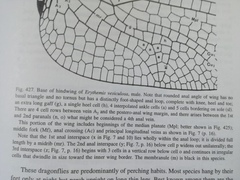 Orthetrum cancellatum