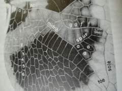 Orthetrum cancellatum