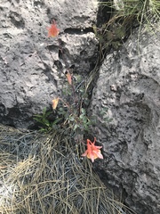 Aquilegia desertorum