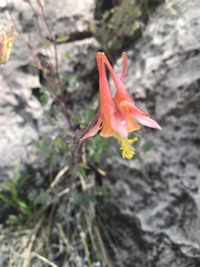 Aquilegia desertorum