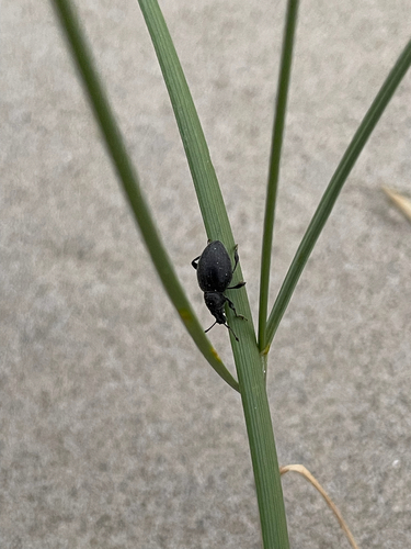 Black Marram Weevil, De Koog, photo 8 of 10