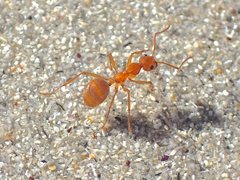 Notoncus spinisquamis