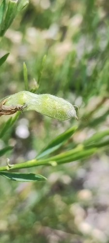 Image of Genista florida by (c) Jose Castro, some rights reserved (CC BY)