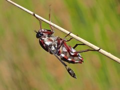 Pelecorhynchus nigripennis