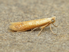 Tischeria quercitella