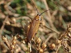 Ellipsidion humerale