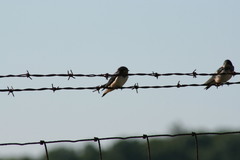 Hirundo rustica erythrogaster