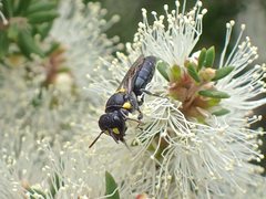 Hylaeus rotundiceps