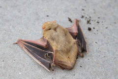 Lasiurus intermedius