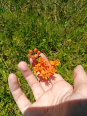 Asclepias lanceolata image