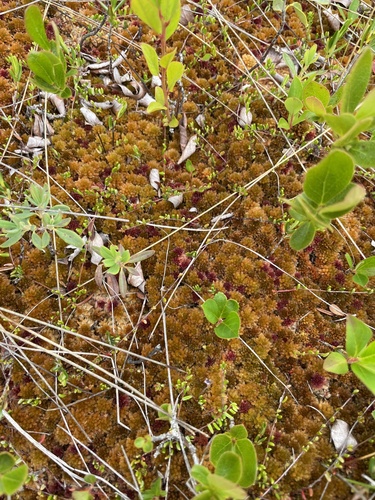 Image of Sphagnum flavicomans by (c) Liz Crafford, some rights reserved (CC BY)