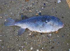 Arothron firmamentum