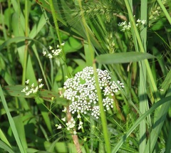 Oenantheae
