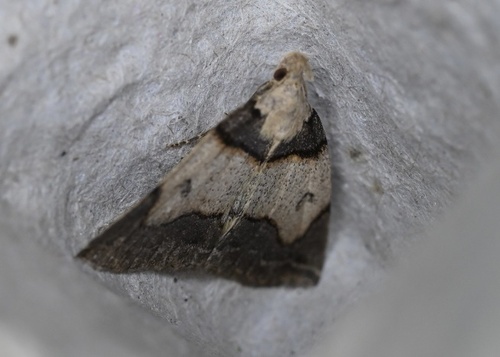 Zanclognatha laevigata