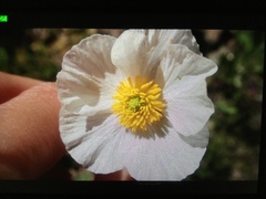 Ranunculus pyrenaeus