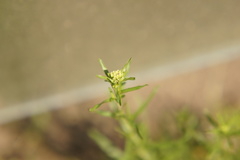 Lepidium ruderale
