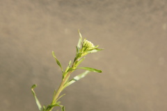 Lepidium ruderale