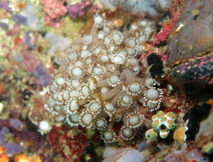 Goniopora albiconus