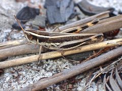 Macrotona securiformis