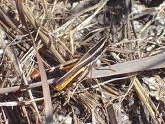 Macrotona securiformis