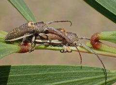 Rhytiphora decipiens