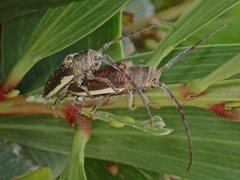 Rhytiphora decipiens