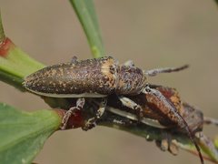 Rhytiphora decipiens