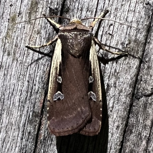 Flame-shouldered Dart