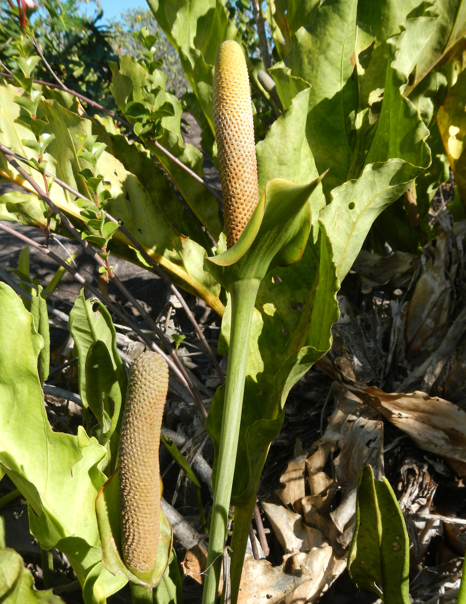 Anthurium affine
