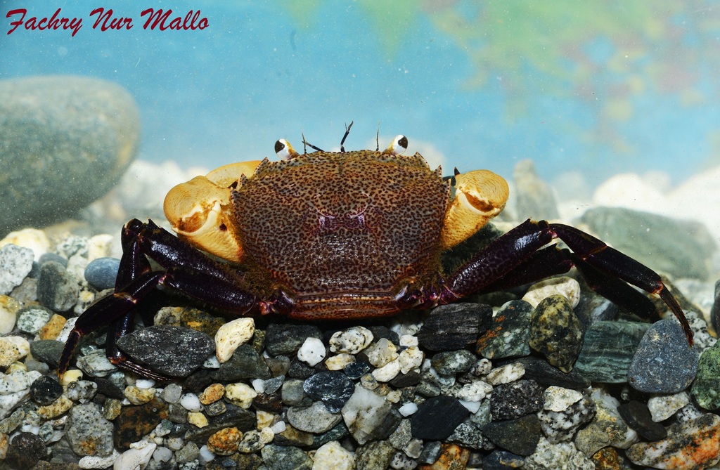 Syntripsa flavichela