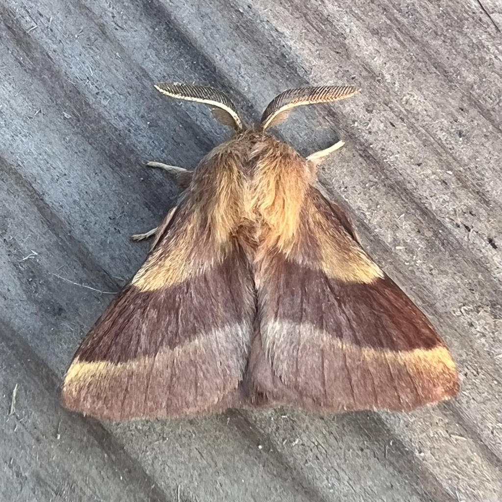 Forest Tent Caterpillar Moth