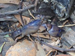 Engaeus strictifrons