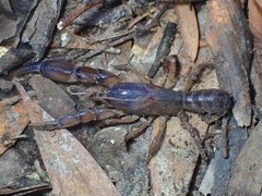 Engaeus strictifrons