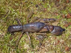 Engaeus strictifrons