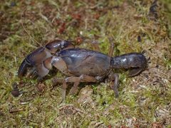 Engaeus strictifrons