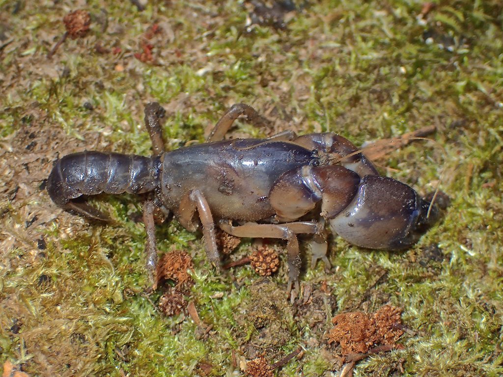 Engaeus strictifrons
