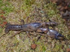 Engaeus strictifrons