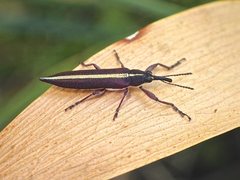 Rhinotia suturalis