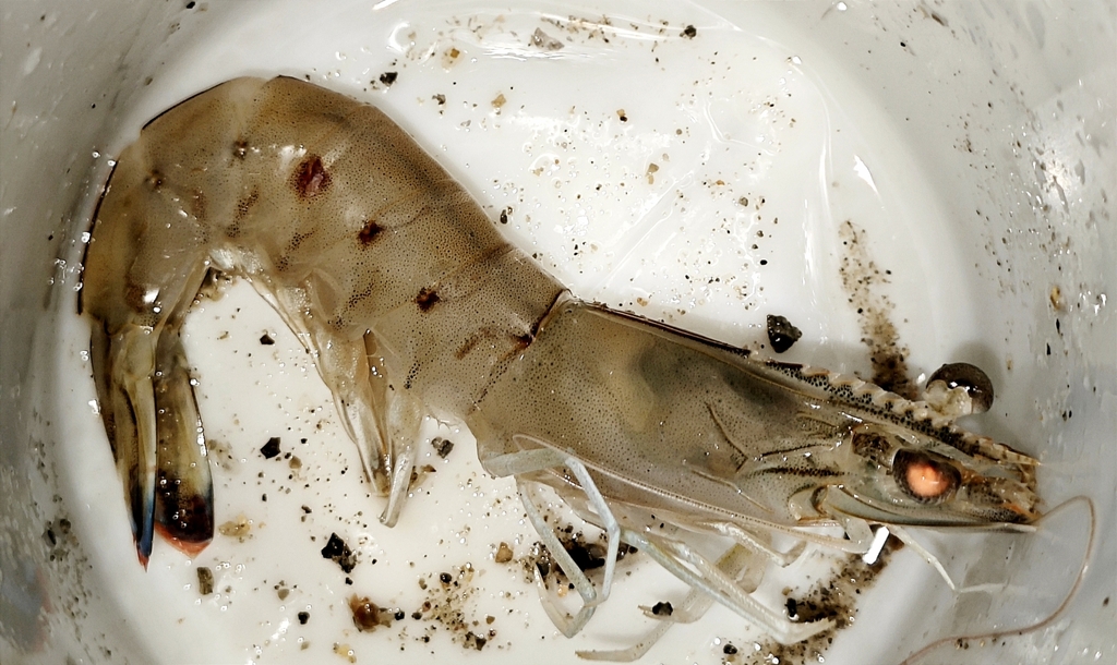 Western King Prawn from 海南省儋州市峨蔓镇儋州火山海岸驿站(建设中) on October 22, 2023 at ...