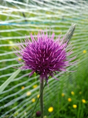 Cirsium rivulare