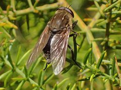 Pelecorhynchus