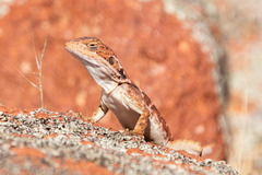 Peninsula Crevice-Dragon photo 3