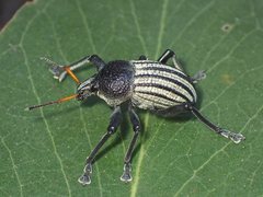 Psapharus ruficornis