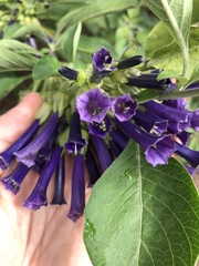 Iochroma cyaneum