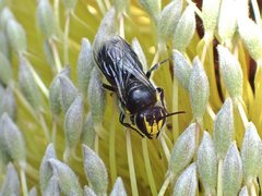 Hylaeus alcyoneus