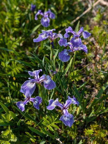 Image of Iris hookeri by (c) Todd Boland, some rights reserved (CC BY)